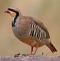 Sikipi chukar