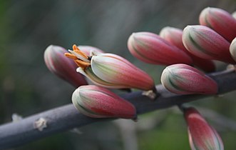 Bloeiwyse in die Pretoria Nasionale Botaniese Tuin