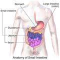 Sections of the small intestine