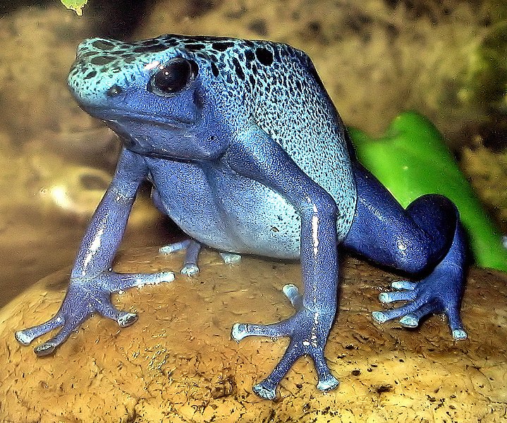 File:Blue poison dart frog arp.jpg