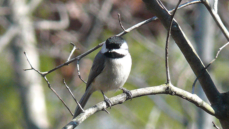 File:Carolina Chickadee-27527.jpg