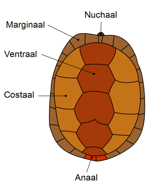 File:Carapax nl.png