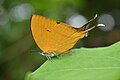 * Nomination Closewing position of Loxura atymnus (Stoll, 1780) - Yamfly. By User:MaheshBaruahwildlife --Atudu 07:58, 28 October 2024 (UTC) * Decline  Oppose Sorry, majority is not sharp --Plozessor 07:20, 5 November 2024 (UTC)