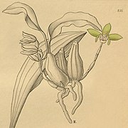 Coelogyne sparsa