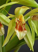 Coelogyne fuerstenbergiana