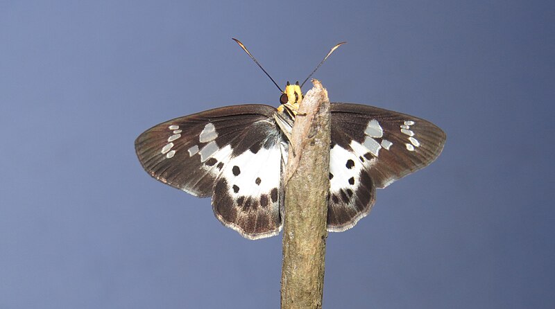 File:Gerosis bhagava - Common Yellow-breasted Flat - Newly eclosed Life cycle (21).jpg