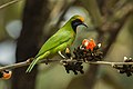 Golden-fronted leafbird in a flowering Butea monosperma tree