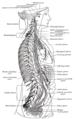 La catena del simpatico, lato destro, con le sue connessioni con i plessi toracico, addominale e pelvico. (etichetta del plesso celiaco al centro sulla destra)