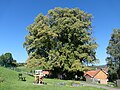 Linden am Friedhofeingang in Wellingerode