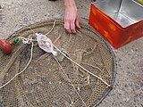 A balance, a baited lift net for catching shrimp in France