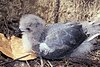 Bonin Petrel chick