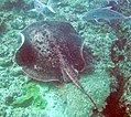 Manta na Ningaloo grebenu