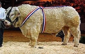 Bull at the Salon international de l'agriculture in 2011