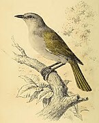 The Auk 1884 Volume 1 Plate 1.jpg