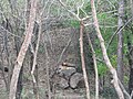 Tigers at Bannerghatta National Park