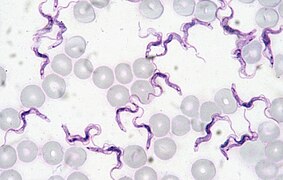 Trypanosoma-evansi.jpg