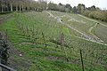 Weinberg auf dem "Lohrberg" in Ffm-Seckbach