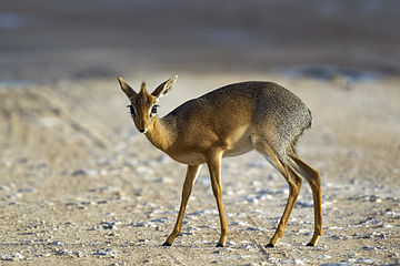 Dik-dik