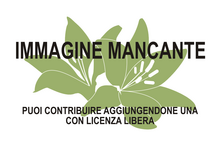 Immagine di Monanthocitrus cornuta mancante