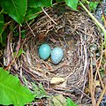 Гнездо с кладкой чёрного дрозда (Turdus merula)