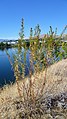 Artemisia dracunculus next to Columbia River in East Wenatchee, Douglas County Washington