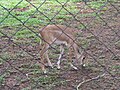 Bannerghatta National Park