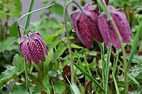 File:Blühende Schachbrettblumen im Naturschutzgebiet Untere Seeveniederung und Over Plack (LÜ 208)