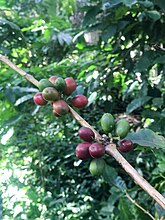 Coffea arabica berries on the bush