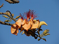 Erythrina velutina.jpg