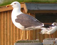 Adult atlantsilltrut (L. f. graellsii), i Tyskland.