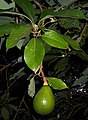 Fruit on tree