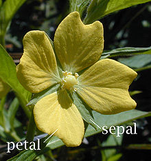 Petal-sepal.jpg