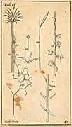 Philosophia botanica BHL6652985.jpg