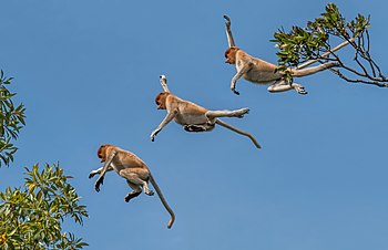 Proboscis monkey