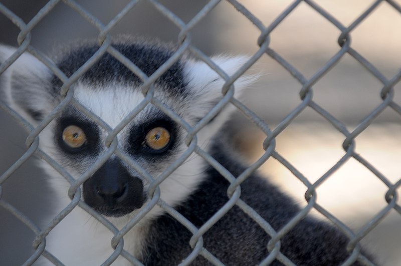 File:Ring-tailed lemur looking through chain-link fence at Cougar Mountain Zoological Park.jpg