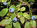 Bilberry