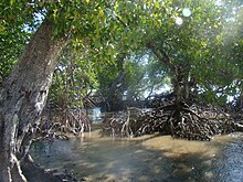 Mangroves, Papua New Guinea.jpg