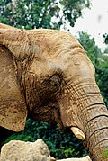 African Elephants - 50862423988.jpg