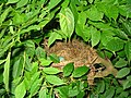 Image:American Robin nest.jpg