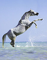 Arabian horse