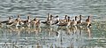 Black-tailed godwits Limosa limosa at Sultanpur