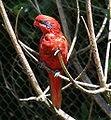 Lory Berjalur Biru