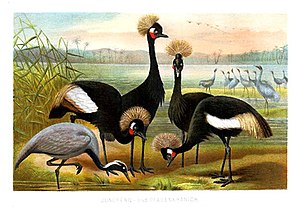 Ilustraĵo de membroj de la familio Gruidae fare de A. Brehm