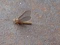 Cloeon dipterum