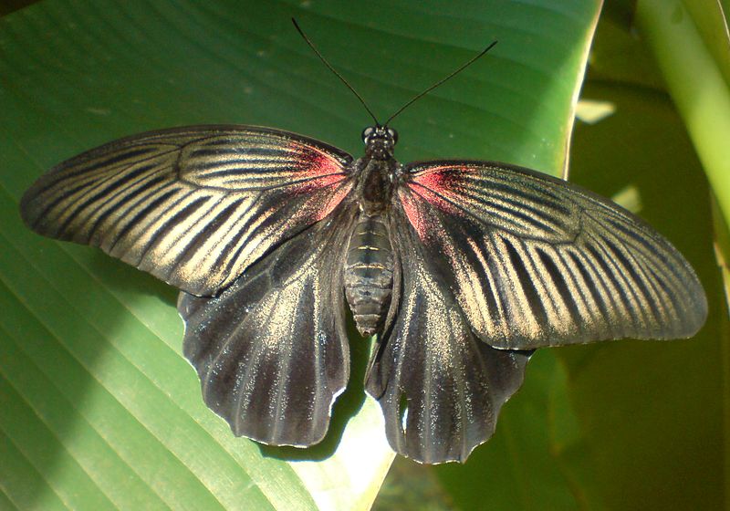 File:DSC01799 - Papilio memnon.JPG