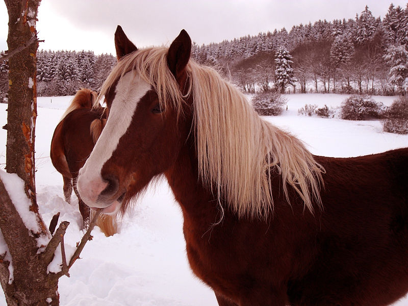 File:Dorfweil Schmitten Hessen Germany 2010 01 31 0009 Horse 01.jpg