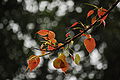 Fresh leaves of Ficus religiosa