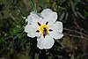 Cistus ladanifer, Cáceres