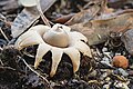 Geastrum triplex