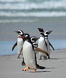 Gentoo penguin leading a group of Magellanic penguins (Spheniscus magellanicus) on Saunders Island